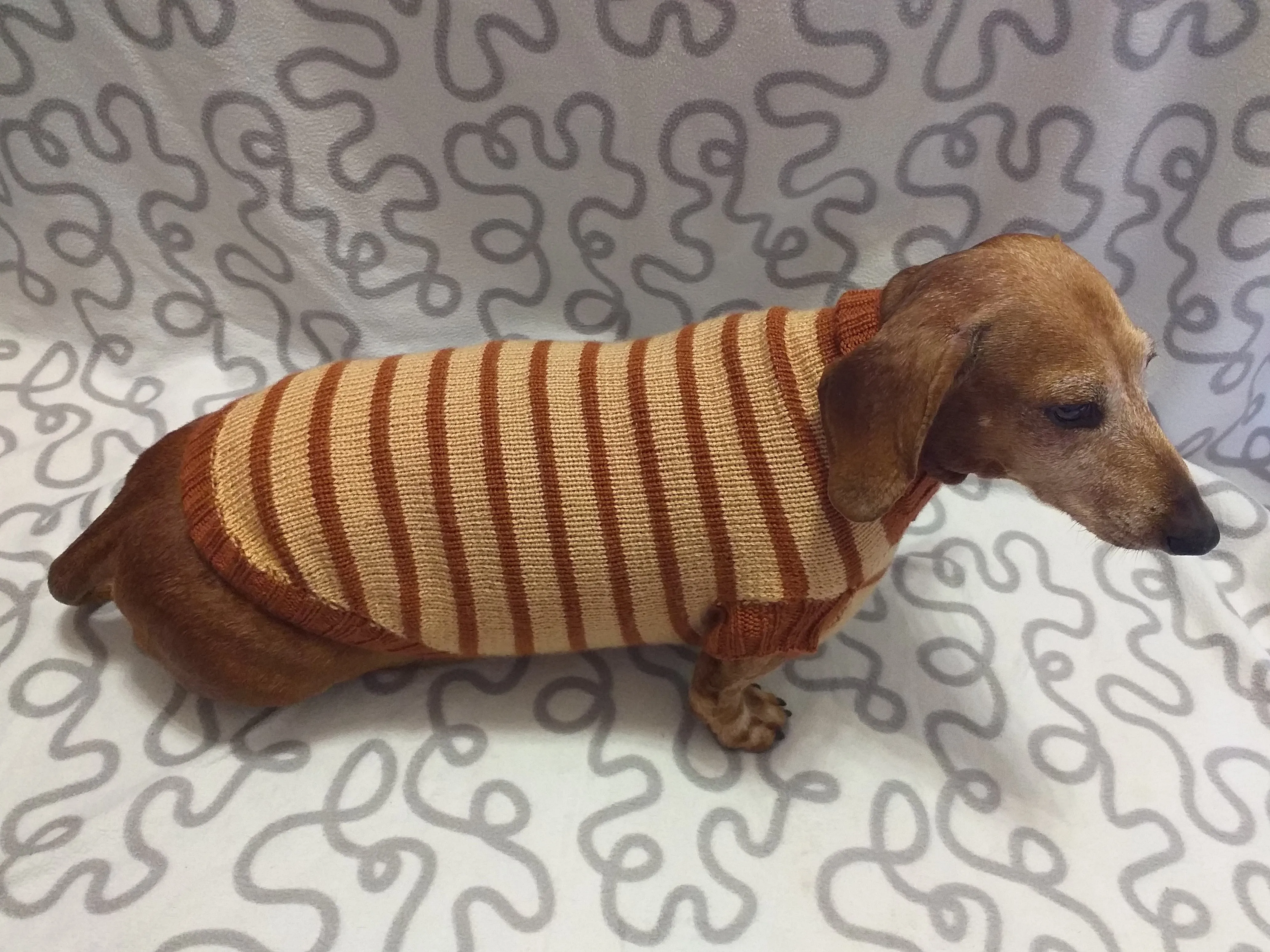 Clothing for dachshunds brown striped sweater for dachshunds
