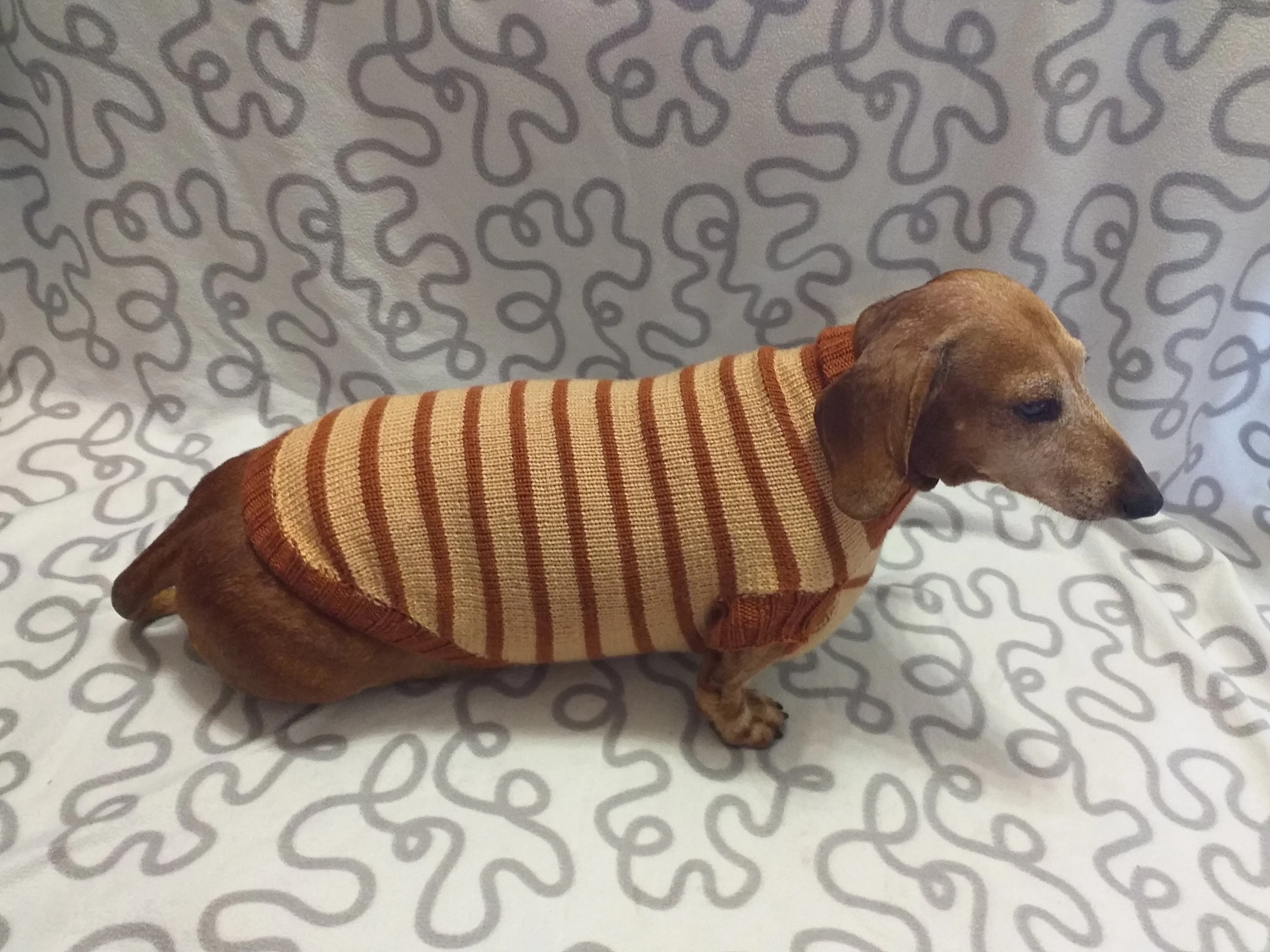 Clothing for dachshunds brown striped sweater for dachshunds