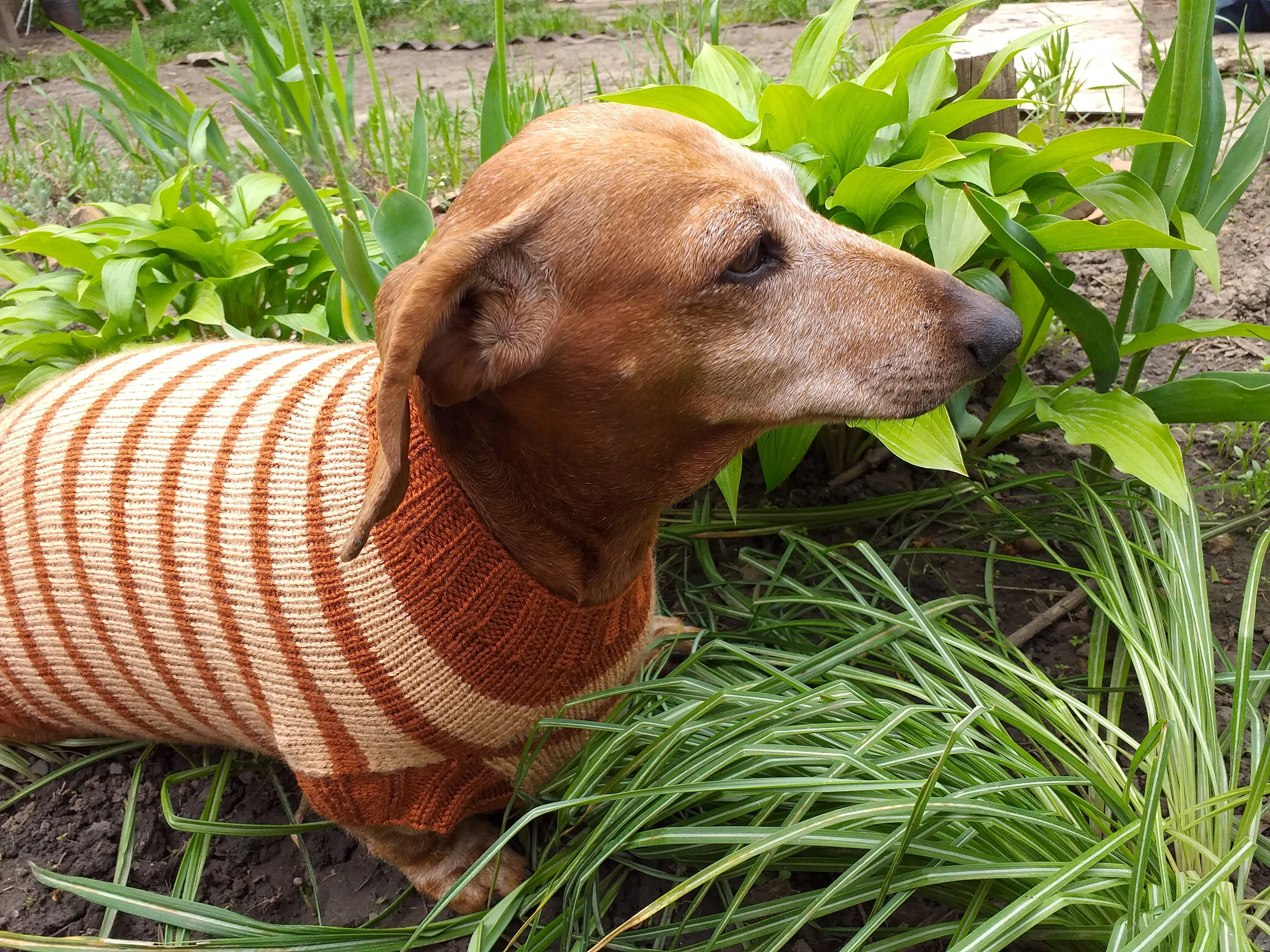 Clothing for dachshunds brown striped sweater for dachshunds