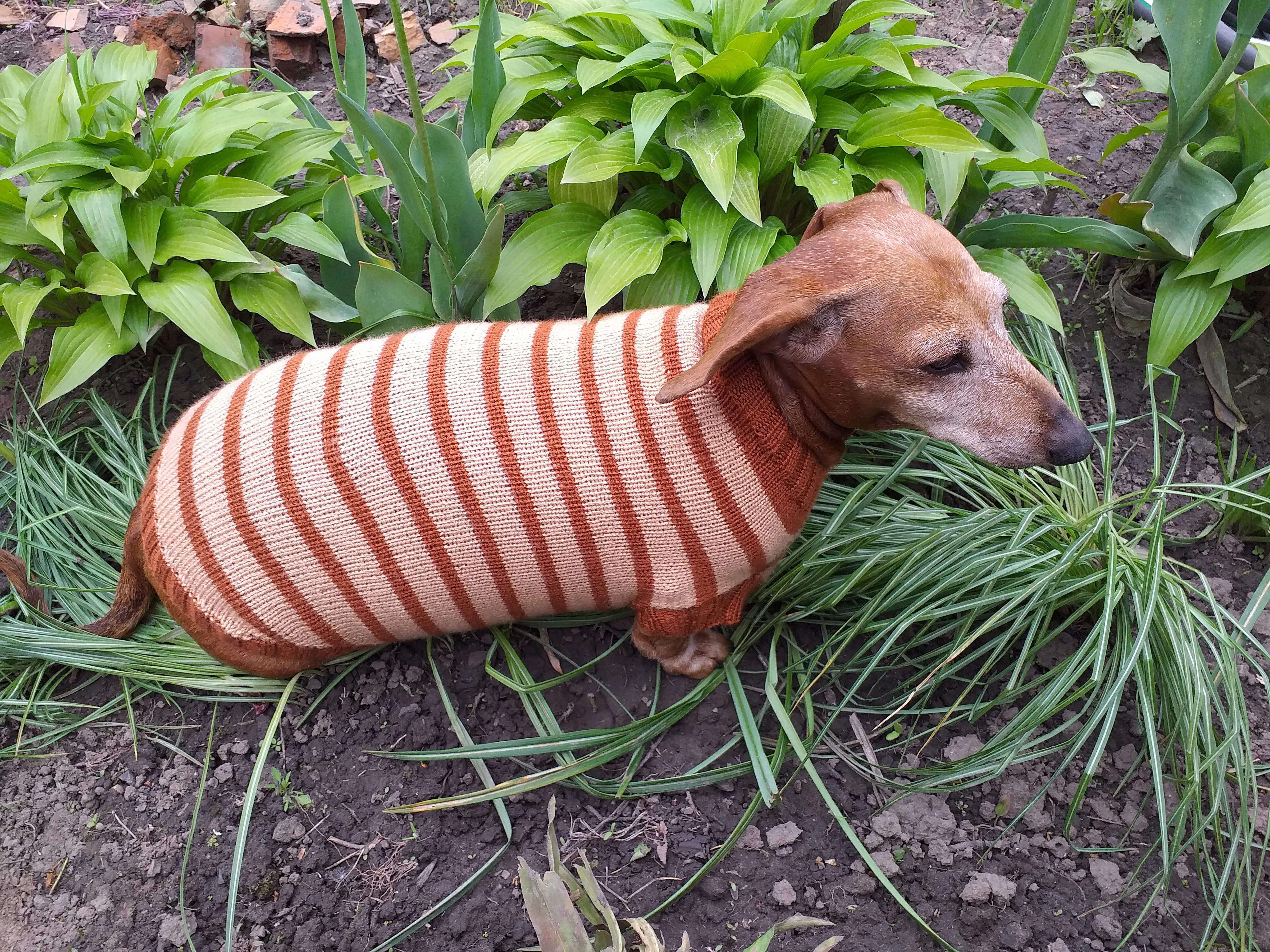 Clothing for dachshunds brown striped sweater for dachshunds