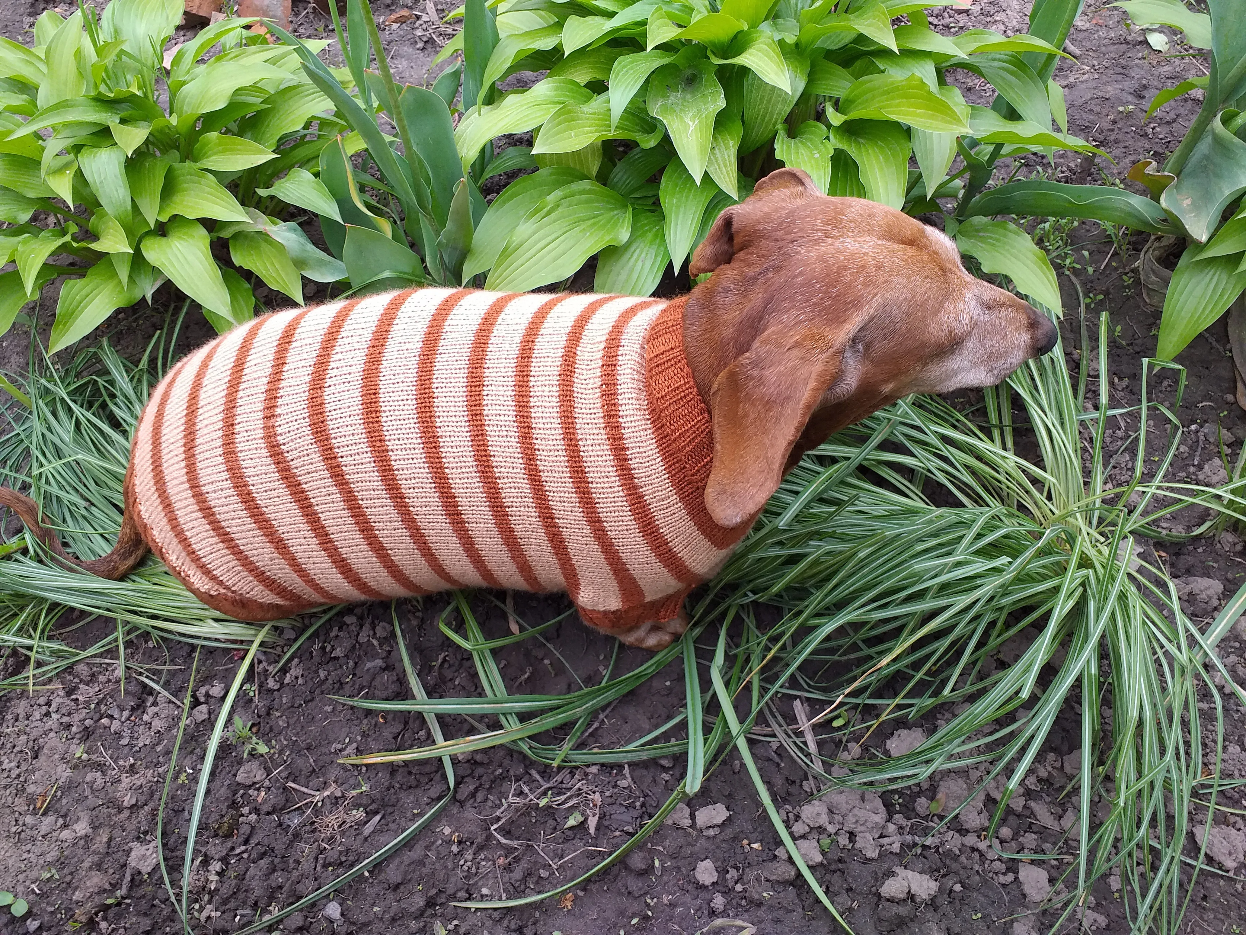Clothing for dachshunds brown striped sweater for dachshunds