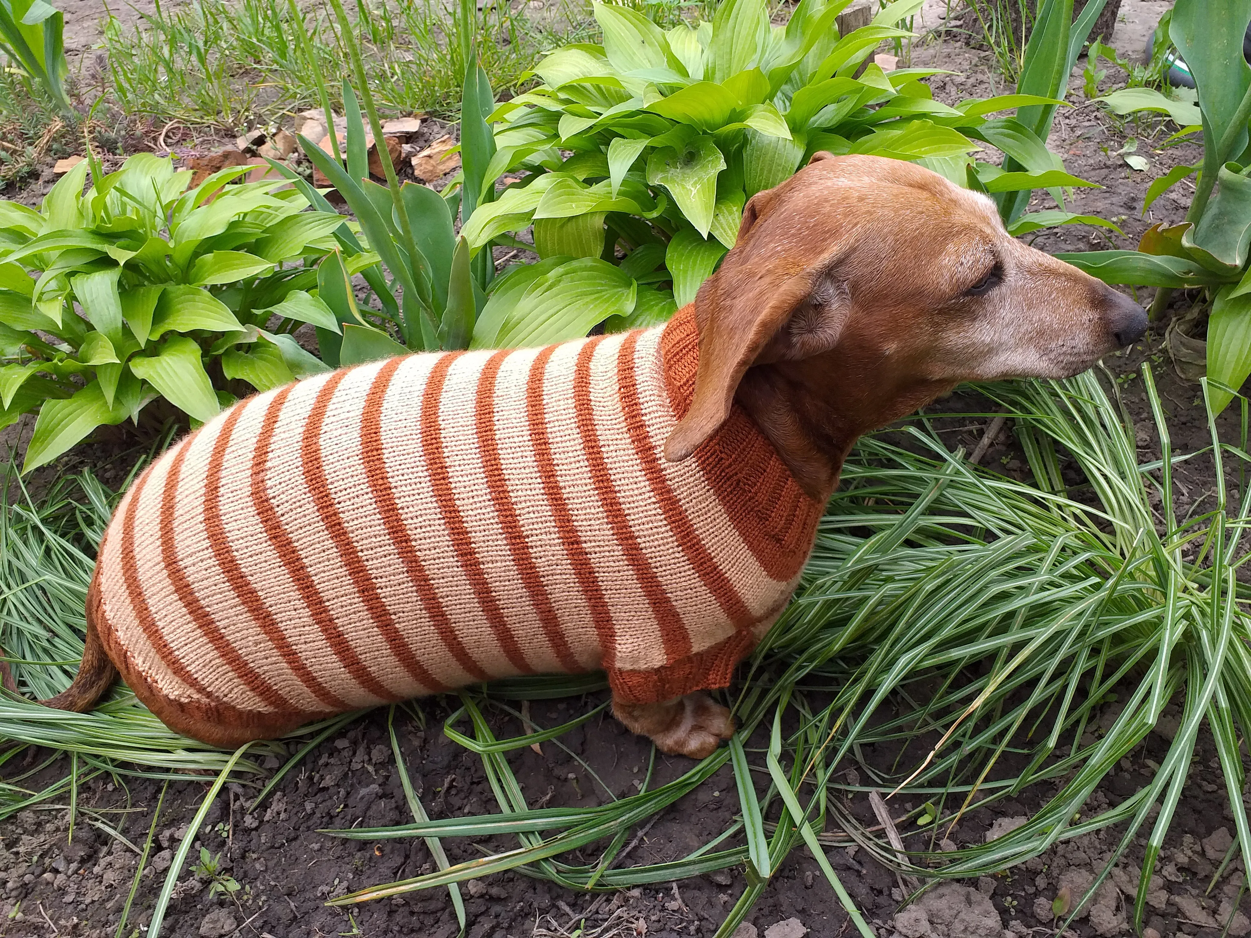 Clothing for dachshunds brown striped sweater for dachshunds