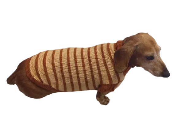 Clothing for dachshunds brown striped sweater for dachshunds