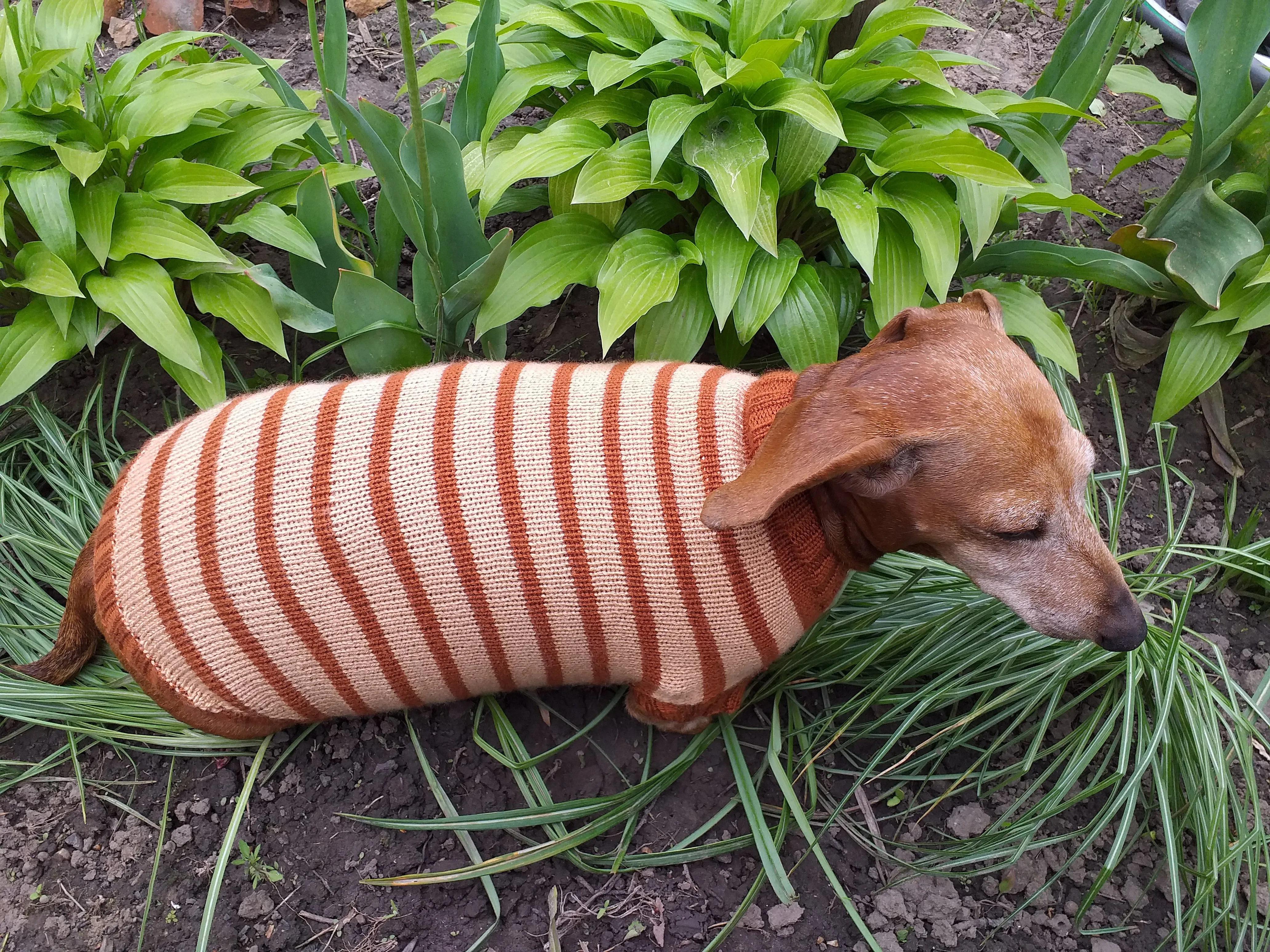 Clothing for dachshunds brown striped sweater for dachshunds