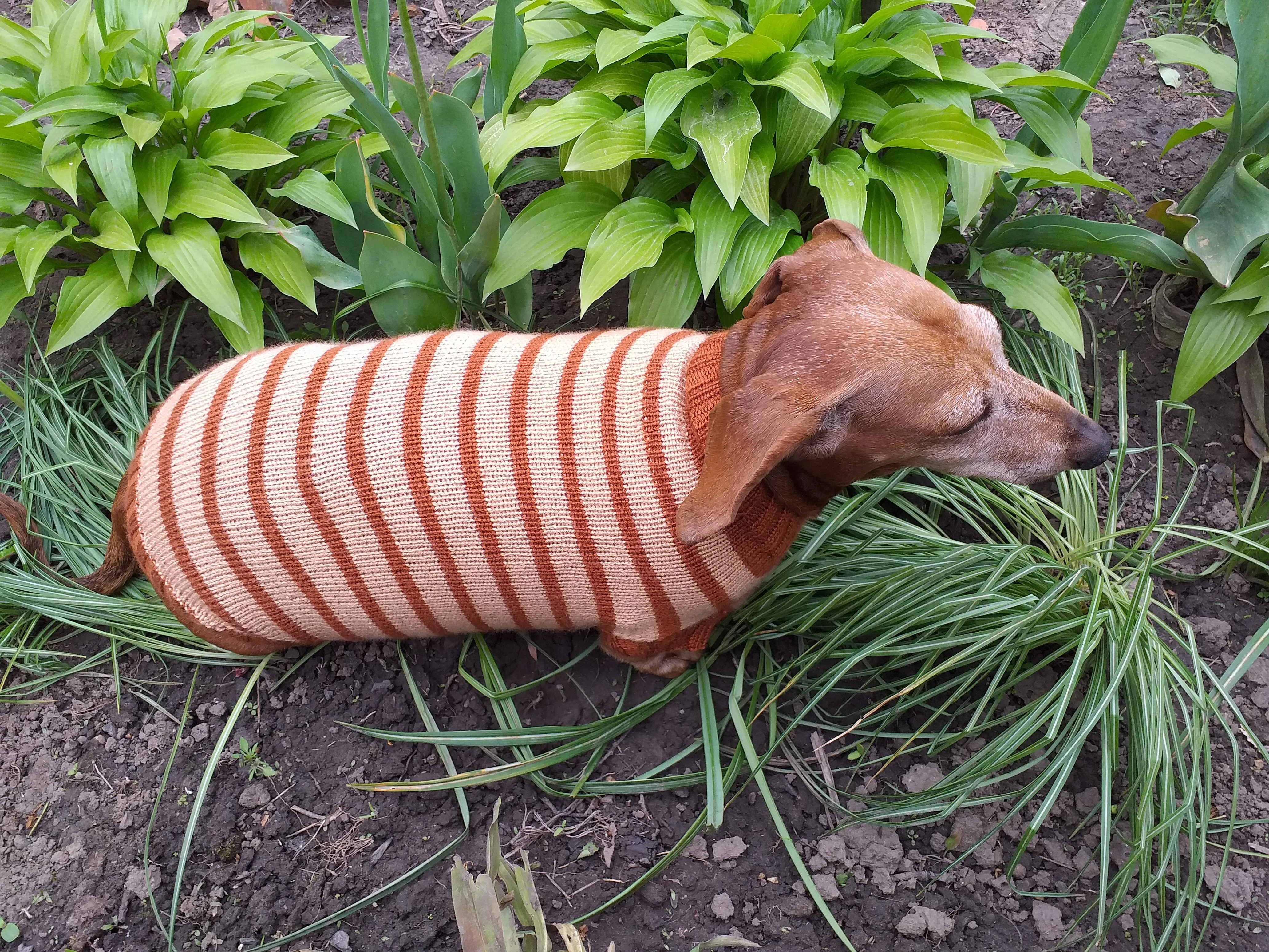 Clothing for dachshunds brown striped sweater for dachshunds