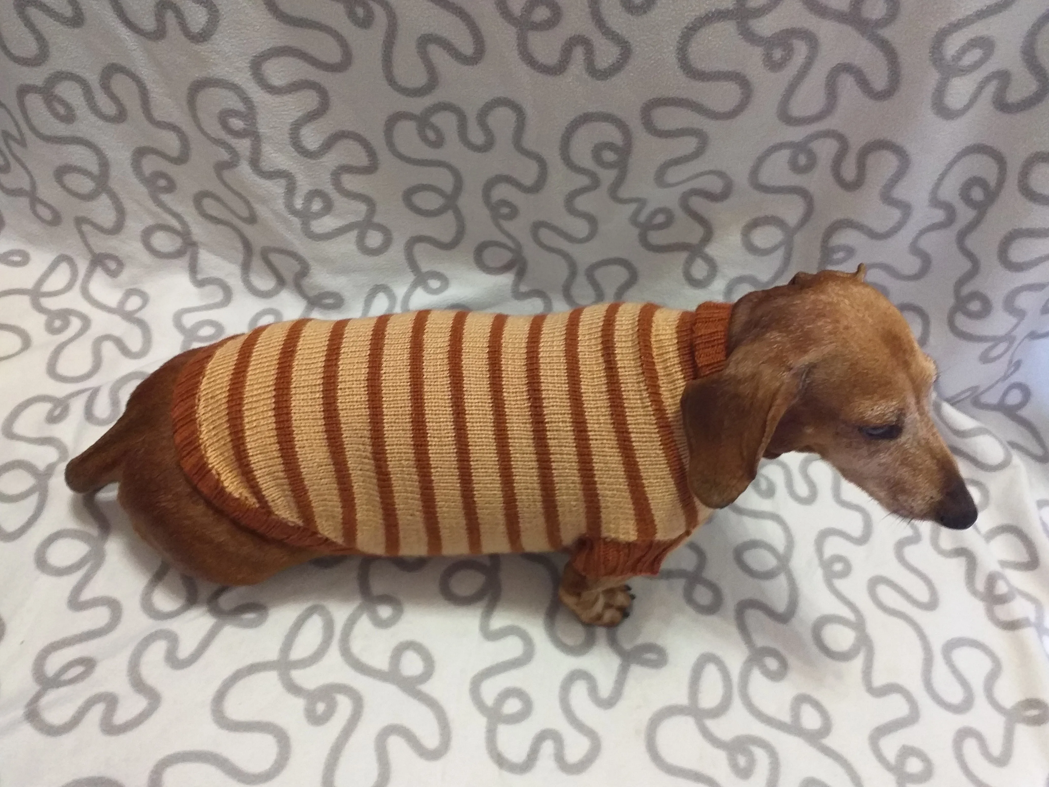Clothing for dachshunds brown striped sweater for dachshunds