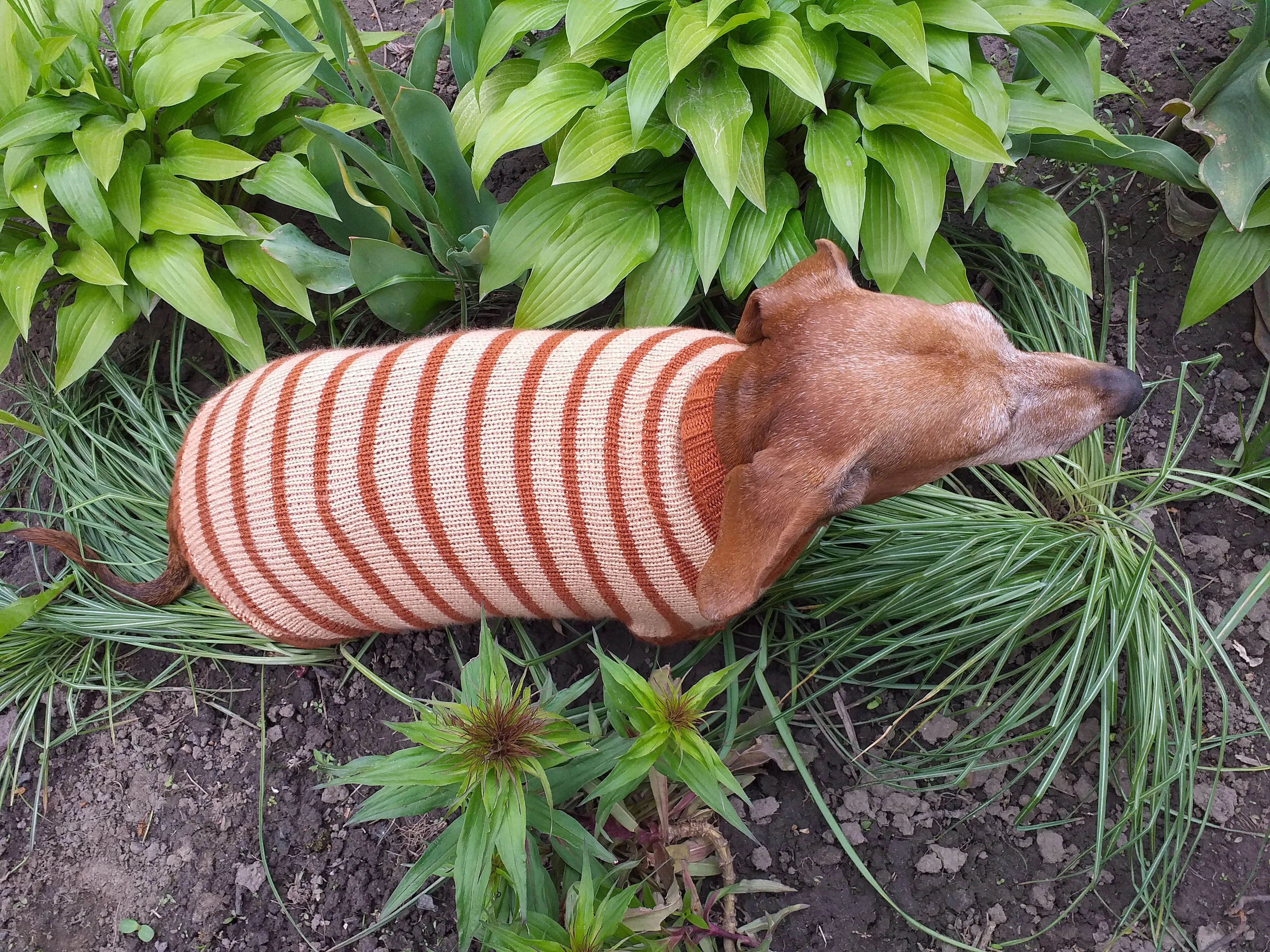 Clothing for dachshunds brown striped sweater for dachshunds